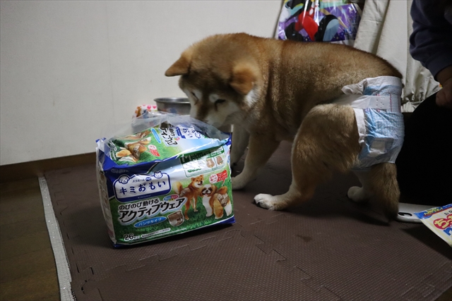 エリエール Pet キミおもいで、老犬も安心のオムツ